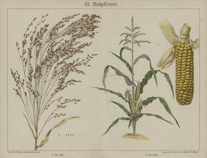 Plantas (cor litho) de German School
