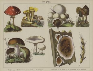 Plantas (cor litho) de German School