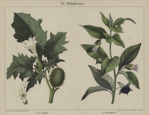 Plantas (cor litho) de German School