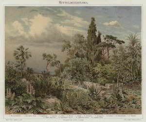 Plantas do Mediterrâneo de German School