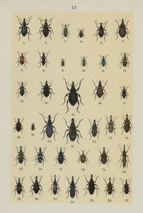 Placa do Manual do Jovem Escaravelho-Collector (chromolitho) de German School
