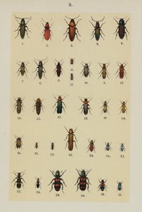 Placa do Manual do Jovem Escaravelho-Collector (chromolitho) de German School