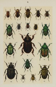 Placa do Manual do Jovem Escaravelho-Collector (chromolitho) de German School