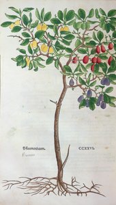 Ameixeira, um prato botânico do Herbarium de Leonhart Fuchs (1501-66), publicado em Basel, 1543 de German School