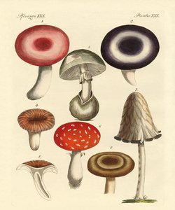 Cogumelos alemães venenosos de German School