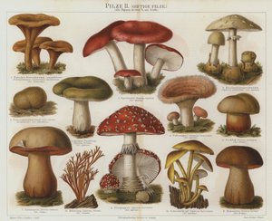 Fungos venenosos (cor litho) de German School