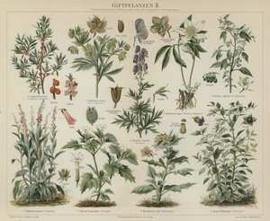 Plantas venenosas (cor litho) de German School