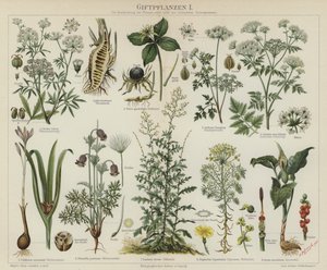 Plantas venenosas (cor litho) de German School