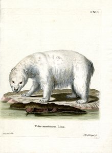 Urso Polar (gravação colorida) de German School
