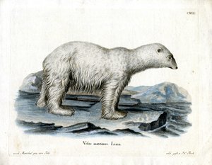 Urso Polar (gravação colorida) de German School