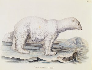 Urso polar (Ursus maritimus), de Mamíferos ilustrados da Natureza com descrições, de Johann Christian Daniel von Schreber (1739-1810), gravura de IC Bock após desenho de Marechal, volume 3, quadro 141, Alemanha de German School