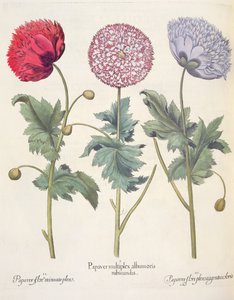 Papoilas, 1.Papaver vermelho vários albumoris; 2.Papaver flor Miniato câmara de pressão; 3.Papaver plensargentei cor da flor, do Eystettensis por Basil Besler (1561-1629), pub. 1613