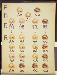 Poster de Caracóis do Cepea de German School