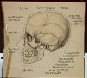 Poster da vista lateral de um crânio humano