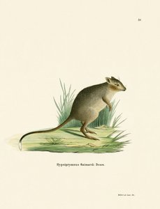 Potoroo (gravação a cores) de German School