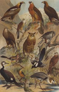 Aves predatórias de German School