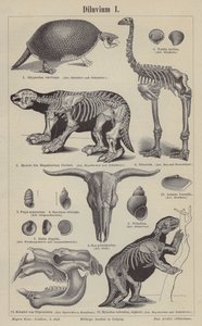 Animais pré-históricos (gravura) de German School
