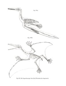 Pterodáctilo (cor litho) de German School