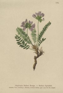 Oxytropis Roxo (Casos de Oxytropis) de German School