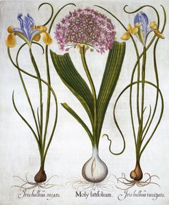 Purple Sensation, e Spanish Irises, de Hortus Eystettensis, de Basil Besler (1561-1629), pub. 1613 (gravura colorida à mão) de German School