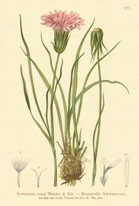 Roxo, Vipers-grass, (Scorzonera, rosea, Scorzonera, purpurea, subsp., Rosea) de German School