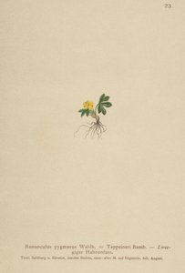 Buttercup de pigmeu (Ranunculus pygmaeus, Ranunculus tappeineri, Ranunculus baerianus, Ranunculus pygmaeus var. Langeanu) de German School