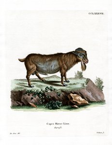 Cabra Pigmeu (gravação colorida) de German School