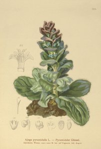 Corneta piramidal (Ajuga pyramidalis) de German School