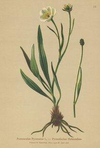 Aranha dos Pirinéus (Ranunculus Pyrenaeus) de German School