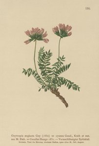 Leitão pirenaico (Oxytropis neglecta, Oxytropis cyanea, Oxytropis Gaudini, Oxytropis albana, Oxytropis caucasica, Oxytropis pyrenaica, astrágalo pirenaicus) de German School