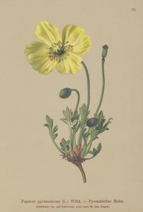 Papoula dos Pirinéus (Papaver pyrenaeicum, Papaver alpinum sub.) de German School