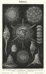 Radiolaria (gravura) de German School
