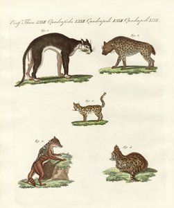 Animais rapaces de German School