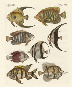 Peixe indiano raro de German School
