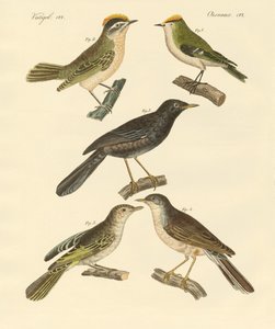 Raras e belas aves europeias e alemãs (gravura colorida) de German School