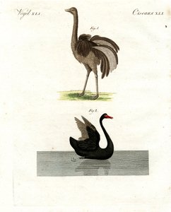 Pássaros raros de German School