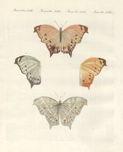 Borboletas raras (gravura colorida) de German School