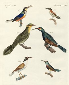 Tipos estrangeiros raros de treecreepers de German School