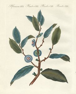 Plantas ornamentais raras de German School