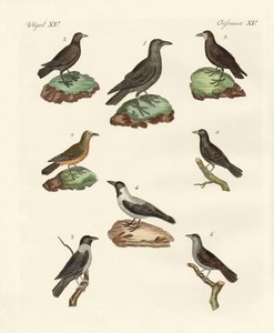 Corvos, corvos e daws de German School