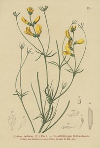 Vassoura Raiada (Cytisus radiatus, Cytisanthus radiatus, Genista radiata) de German School