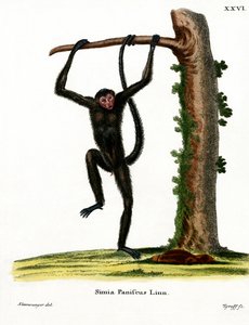 Macaco-aranha de face vermelha (gravura colorida) de German School