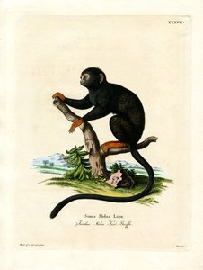 Tamarin de mão vermelha (gravação a cores) de German School