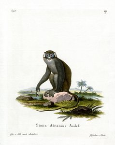 Macaco-de-cauda-vermelha (gravação colorida) de German School