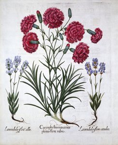 Cravo Vermelho e Lavanda, de Hortus Eystettensis, de Basil Besler (1561-1629), pub. 1613 (gravura colorida à mão) de German School
