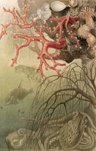 Coral Vermelho, registro de Brehms Tierleben: Allgemeine Kunde des Tierreichs, Vol. 10, pág. 608, publicado pelo Bibliographisches Institut, 1893 de German School