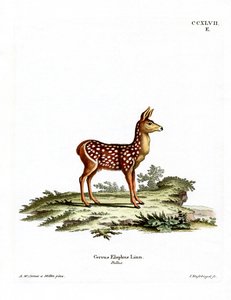 Red Deer Fawn (gravura colorida) de German School