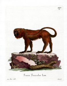 Red Howler (gravação a cores) de German School