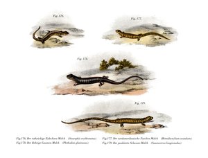 Salamandra de dorso vermelho (cor litho) de German School
