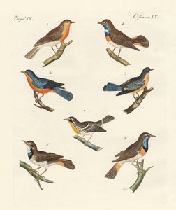 Redbreasts, bluethroats e yellowthroats de German School